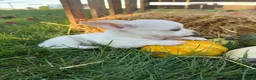 Chihuahua dogs for sale: Asher - Ad 6