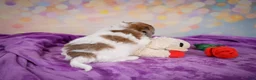 Maltipoo dogs for sale: Tessa - Ad 9