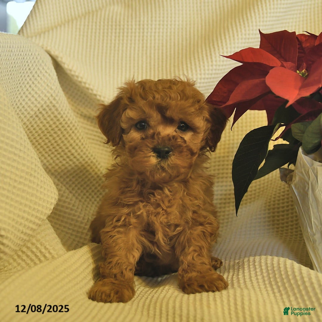Cavapoo dogs for sale: Arthur  - Ad 2