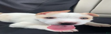 Pitsky 1