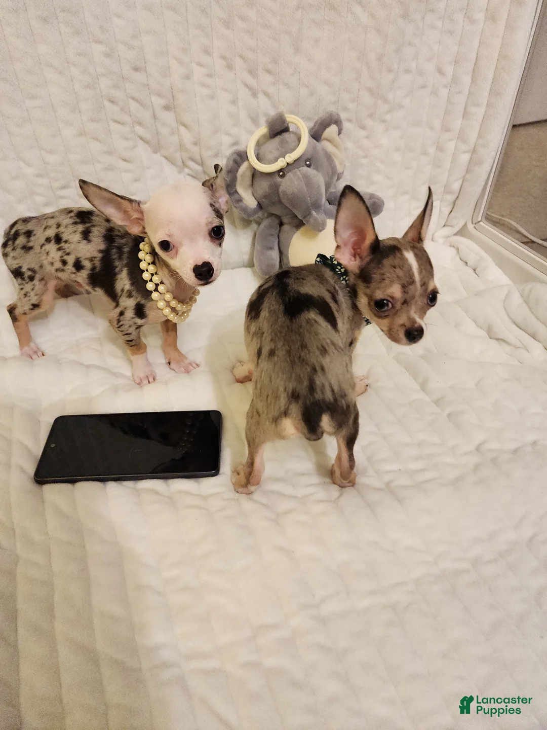 Chihuahua dogs for sale: Toy jojo - Ad 4