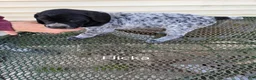 German Shorthaired Pointer dogs for sale: Flicka  - Ad 3