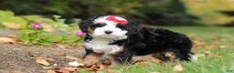 Mini Bernedoodle dogs for sale: Miley - Ad 3