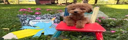 Toy Poodle dogs for sale: Bucky  - Ad 5
