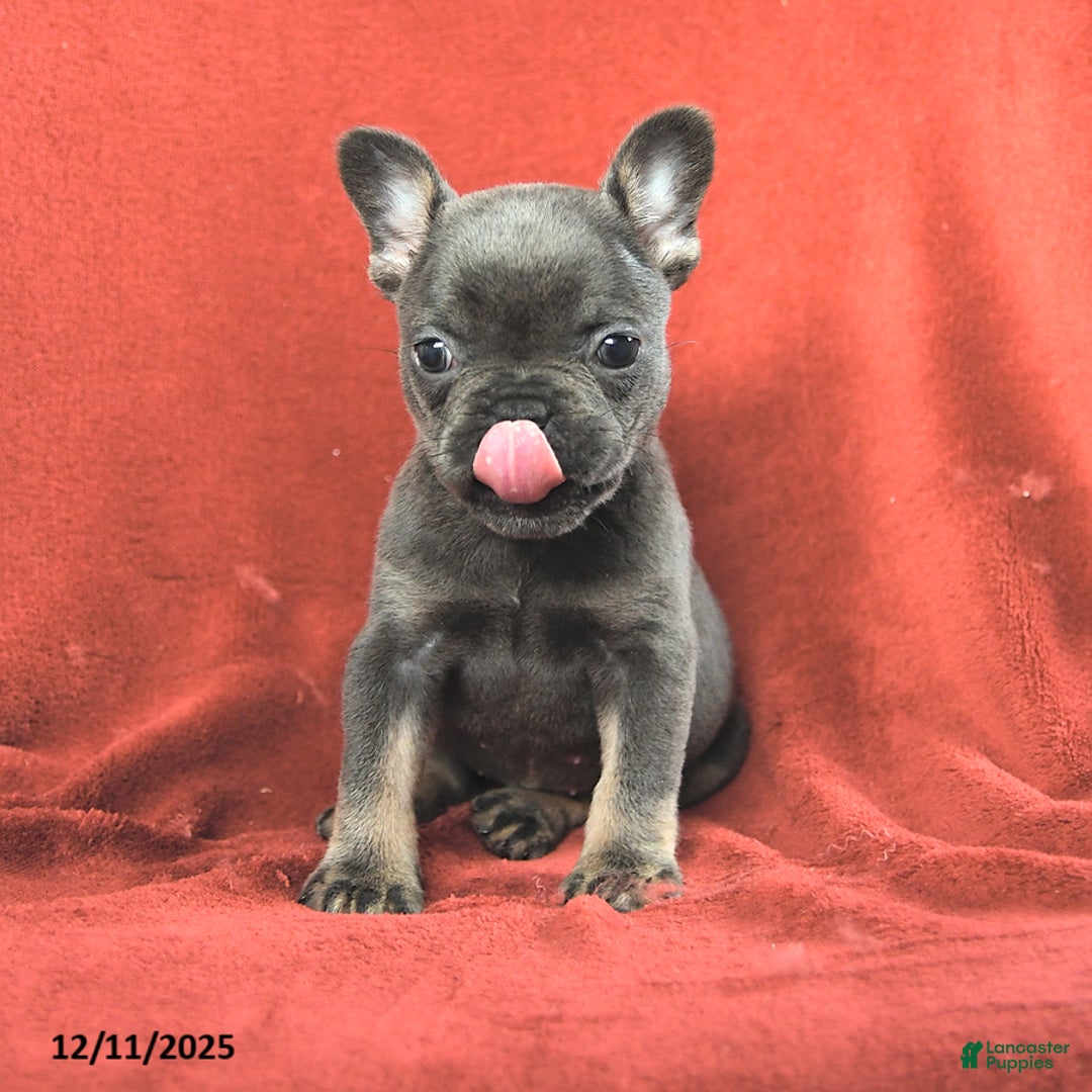 French Bulldog dogs for sale: Molly - Ad 2
