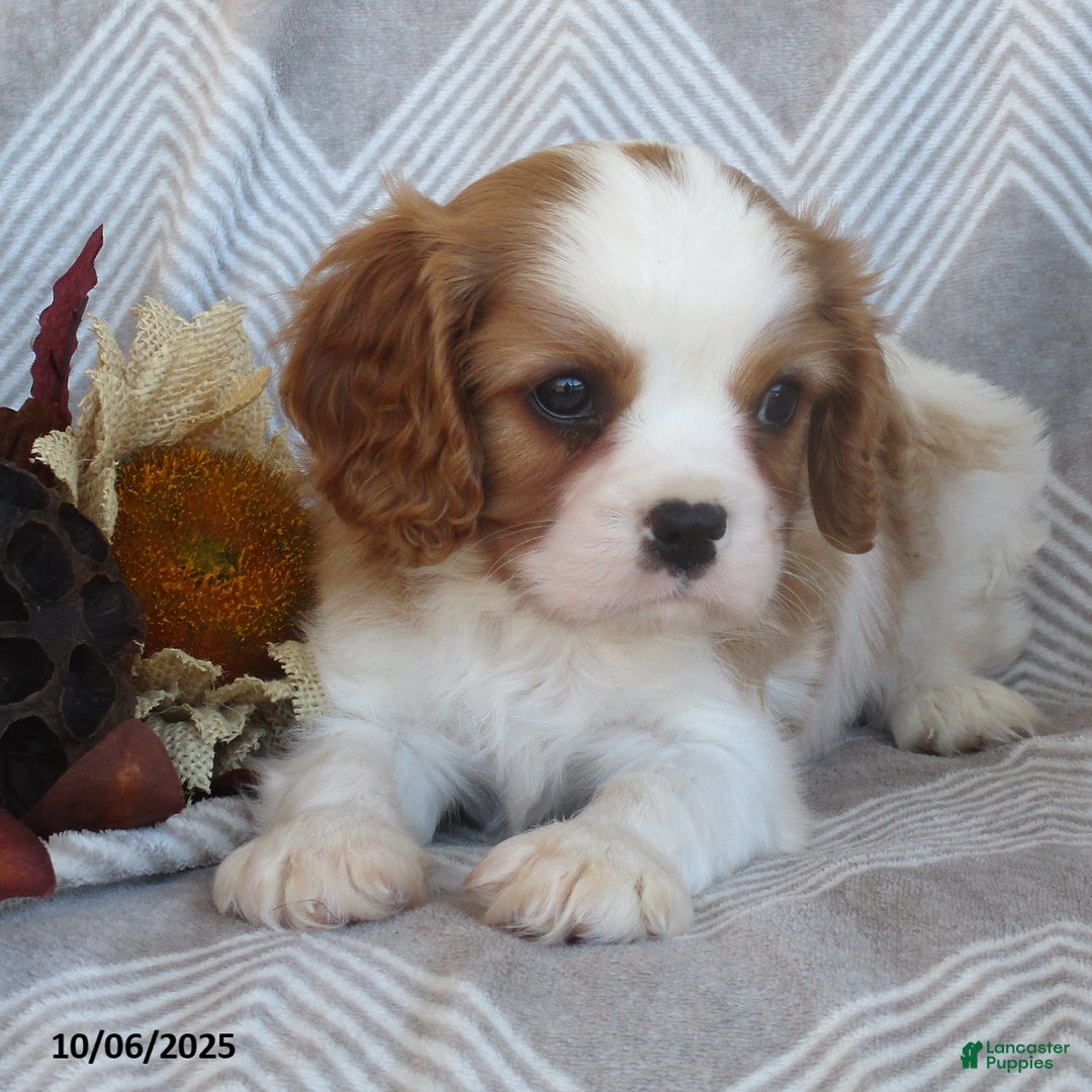 Cavalier King Charles Spaniel dogs for sale: Tyler - Ad 10
