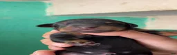 Doberman Pinscher dogs for sale: Doberman Pinscher 1 - Ad 7