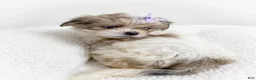 Shih Tzu dogs for sale: Shih Tzu 1 - Ad 3
