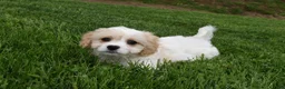 Cavachon dogs for sale: Brutus - Ad 2