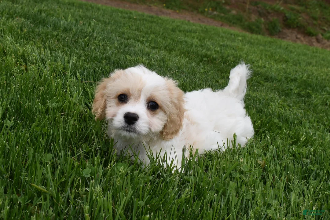 Cavachon dogs for sale: Brutus - Ad 2