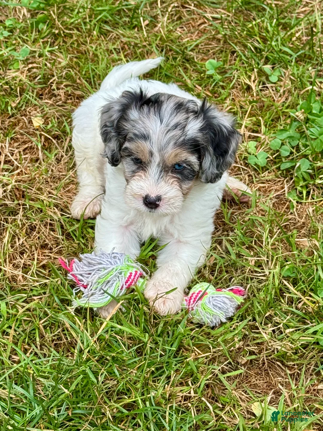 Mini Bernedoodle dogs for sale: Katniss - Ad 2
