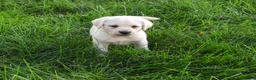 Labrador Retriever dogs for sale: Randy - Ad 4