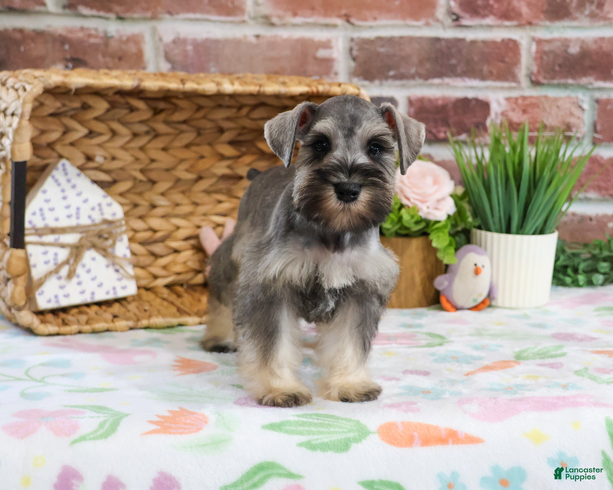 Miniature Schnauzer dogs Kimber  - Ad 16