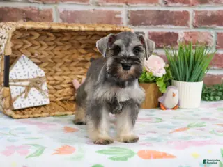 Miniature Schnauzer dogs Kimber - Ad 16
