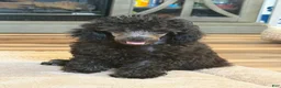 Toy Poodle dogs for sale: Toy Poodle 2 - Ad 2
