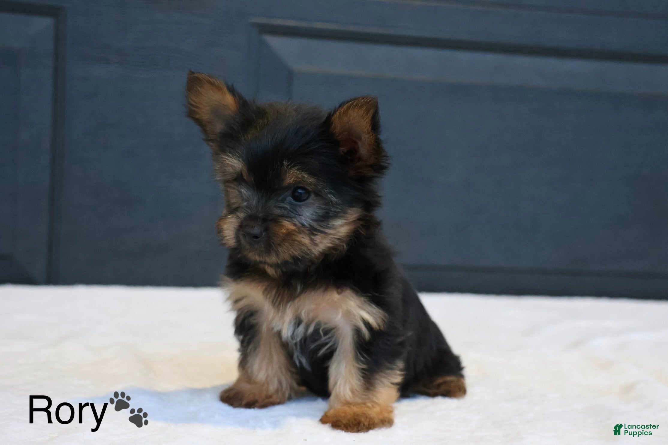 Yorkshire Terrier dogs Rory - Ad 2