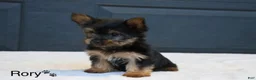 Yorkshire Terrier dogs for sale: Rory - Ad 2
