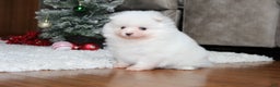 Pomeranian dogs for sale: Emerson - Ad 10