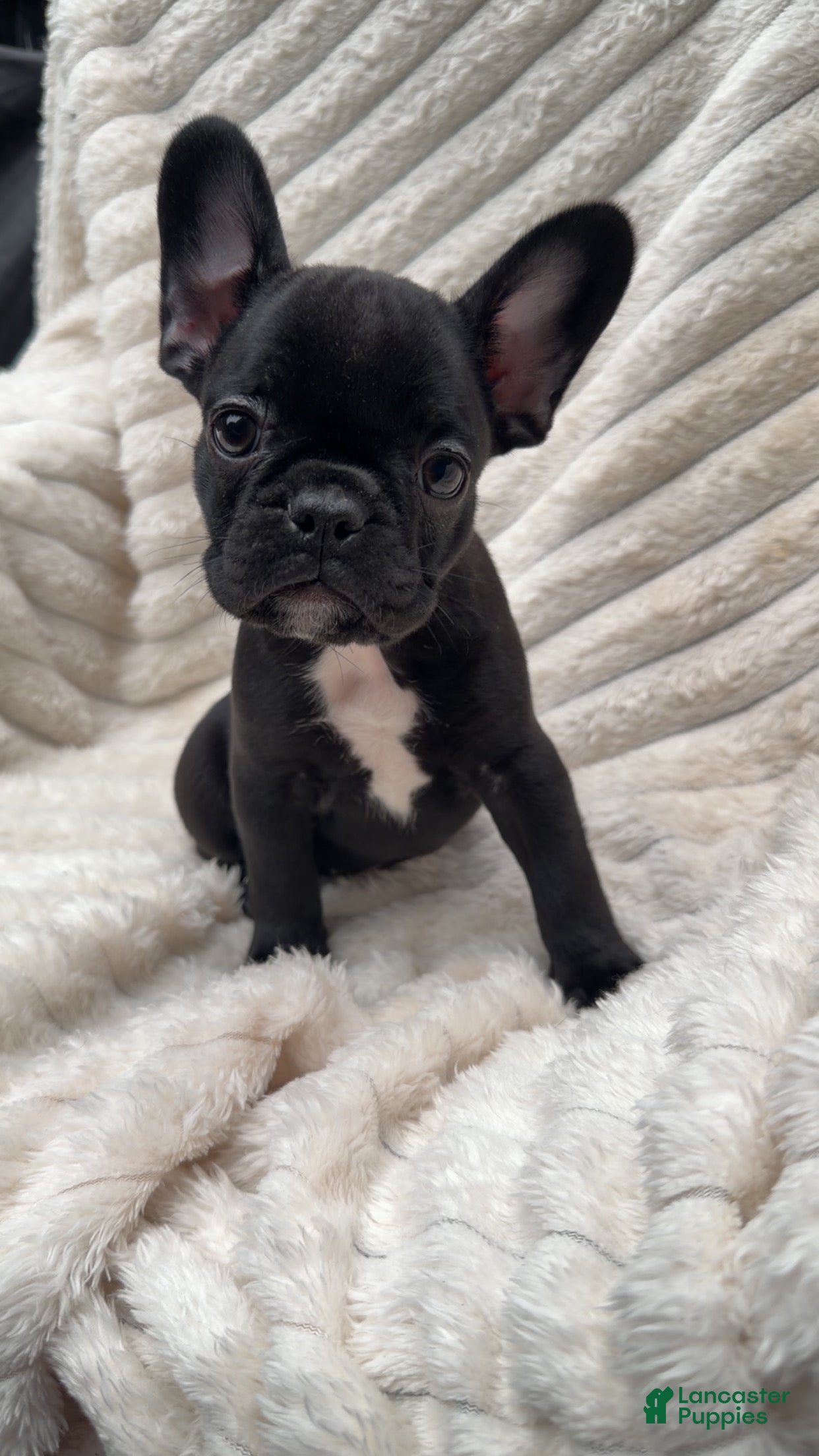French Bulldog dogs for sale: French Bulldog Black with white on chest  - Ad 4