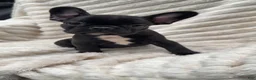French Bulldog dogs for sale: French Bulldog Black with white on chest  - Ad 1