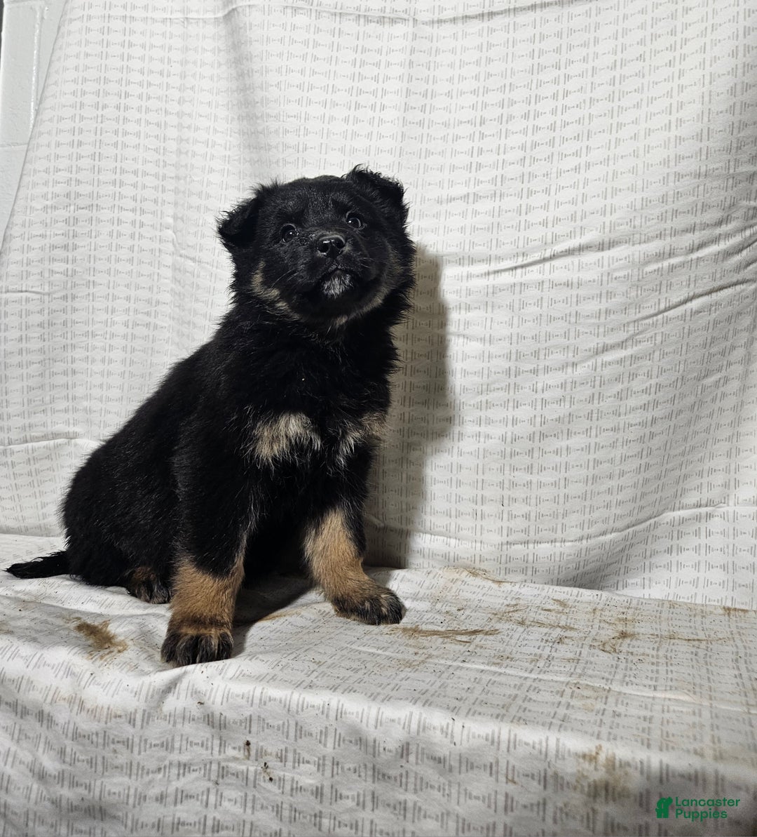 Mixed Breed dogs for sale: Holly - Ad 7