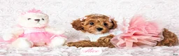 Cavapoo dogs for sale: Alice - Ad 3