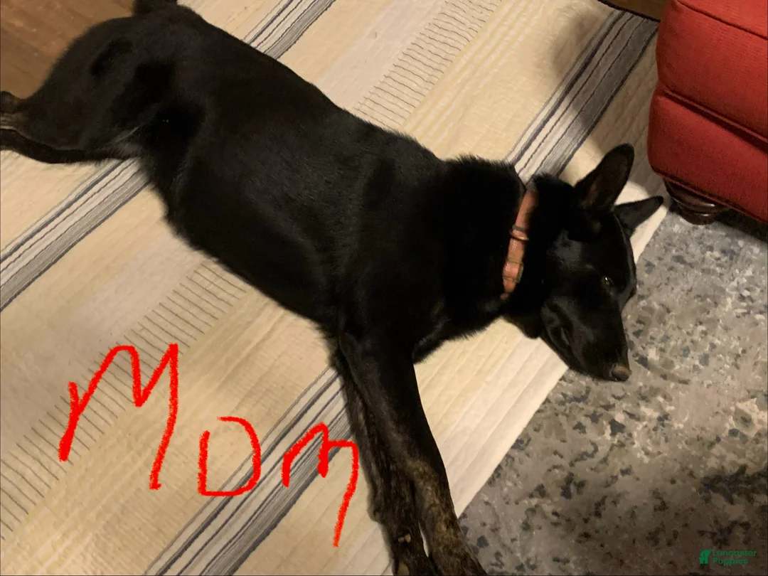 Mixed Breed dogs for sale: Onyxia - Ad 2
