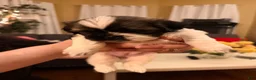 Shih Tzu dogs for sale: Shih Tzu 3 - Ad 5