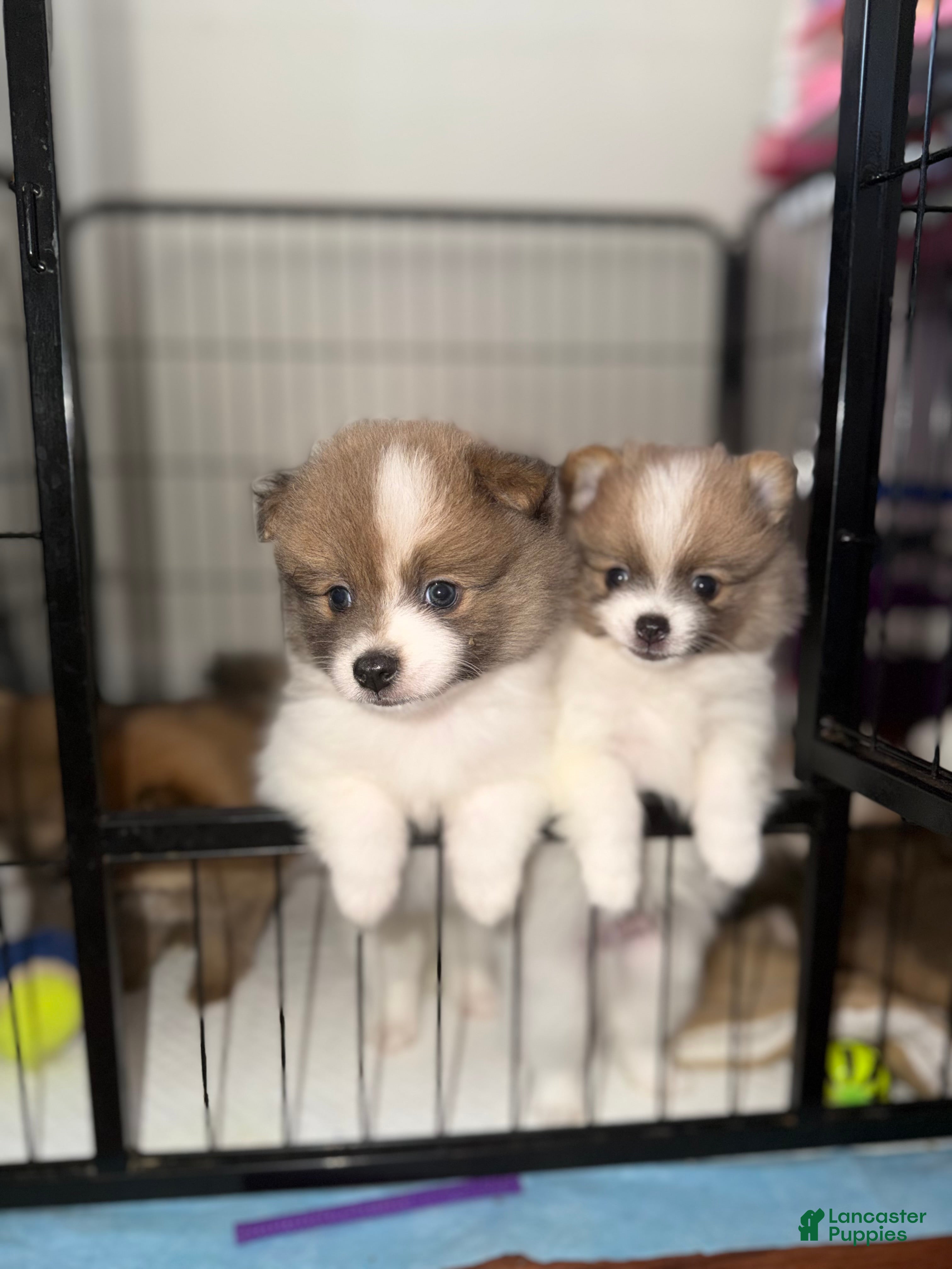 Pomeranian dogs Pomeranian 4 - Ad 12