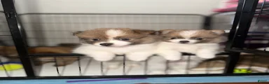 Pomeranian 4