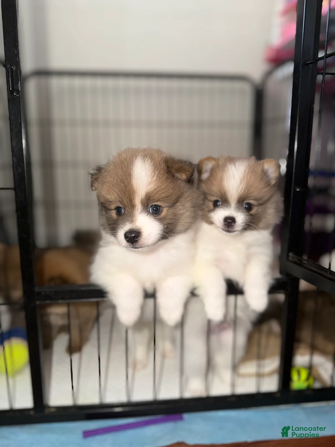 Pomeranian dogs for sale: Pomeranian 4 - Ad 1