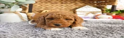 Mini Goldendoodle dogs for sale: Victoria  - Ad 21