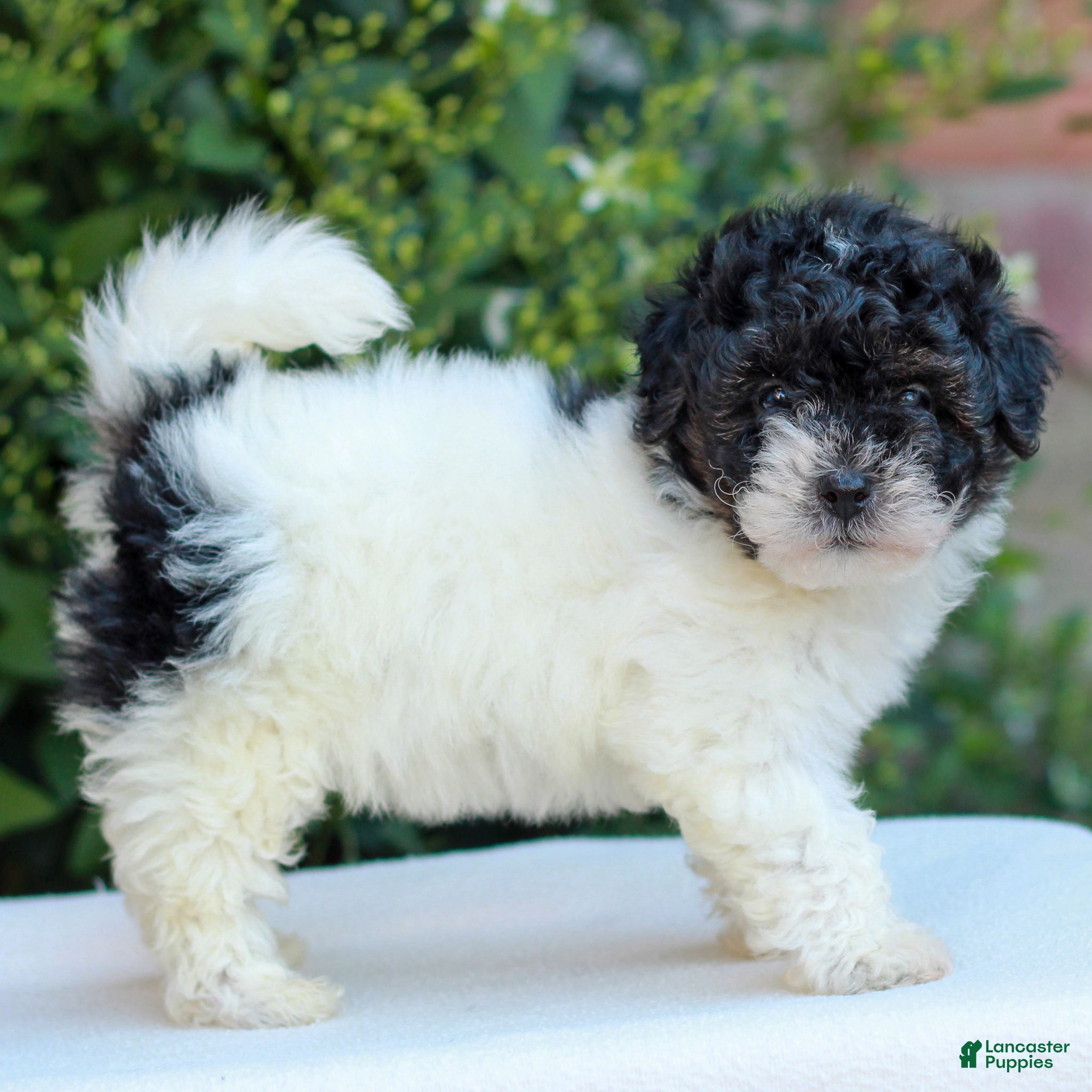 Havapoo dogs Ramona  - Ad 2