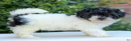 Havapoo dogs for sale: Ramona  - Ad 2