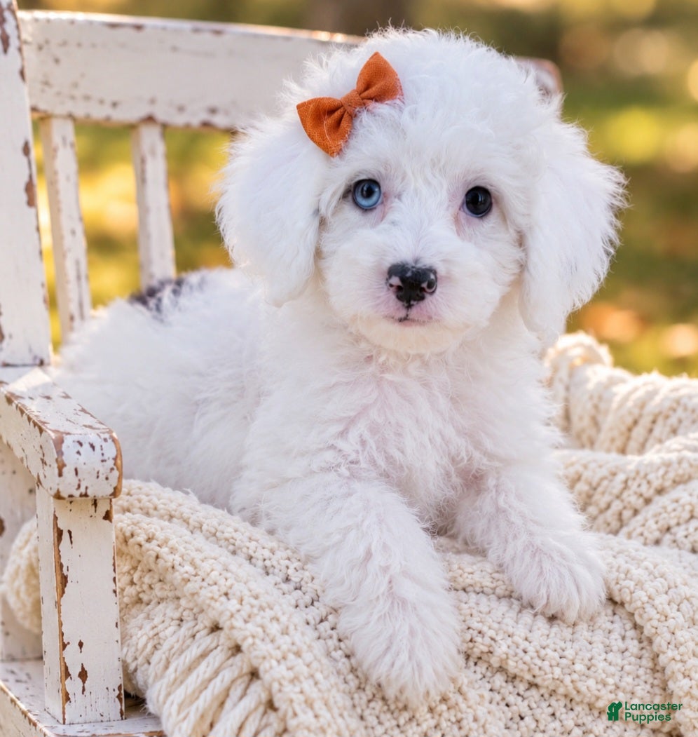 Aussiedoodle dogs Aussiedoodle 5 - Ad 36