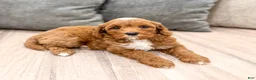 Mini Goldendoodle dogs for sale: Alexus - Ad 8