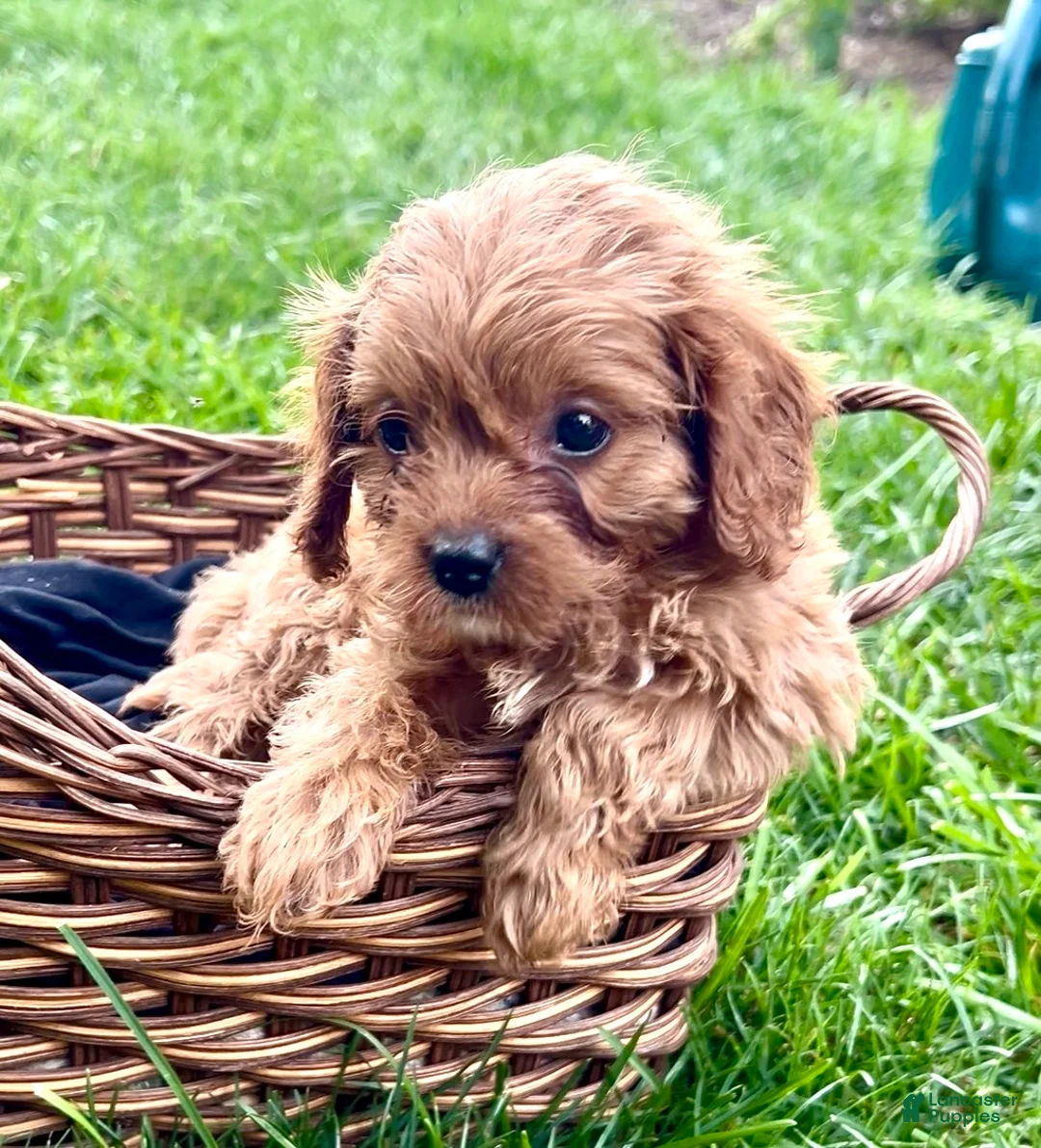 Cavapoo dogs for sale: Chloe - Ad 2
