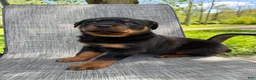 Rottweiler dogs for sale: Fritz - Ad 13