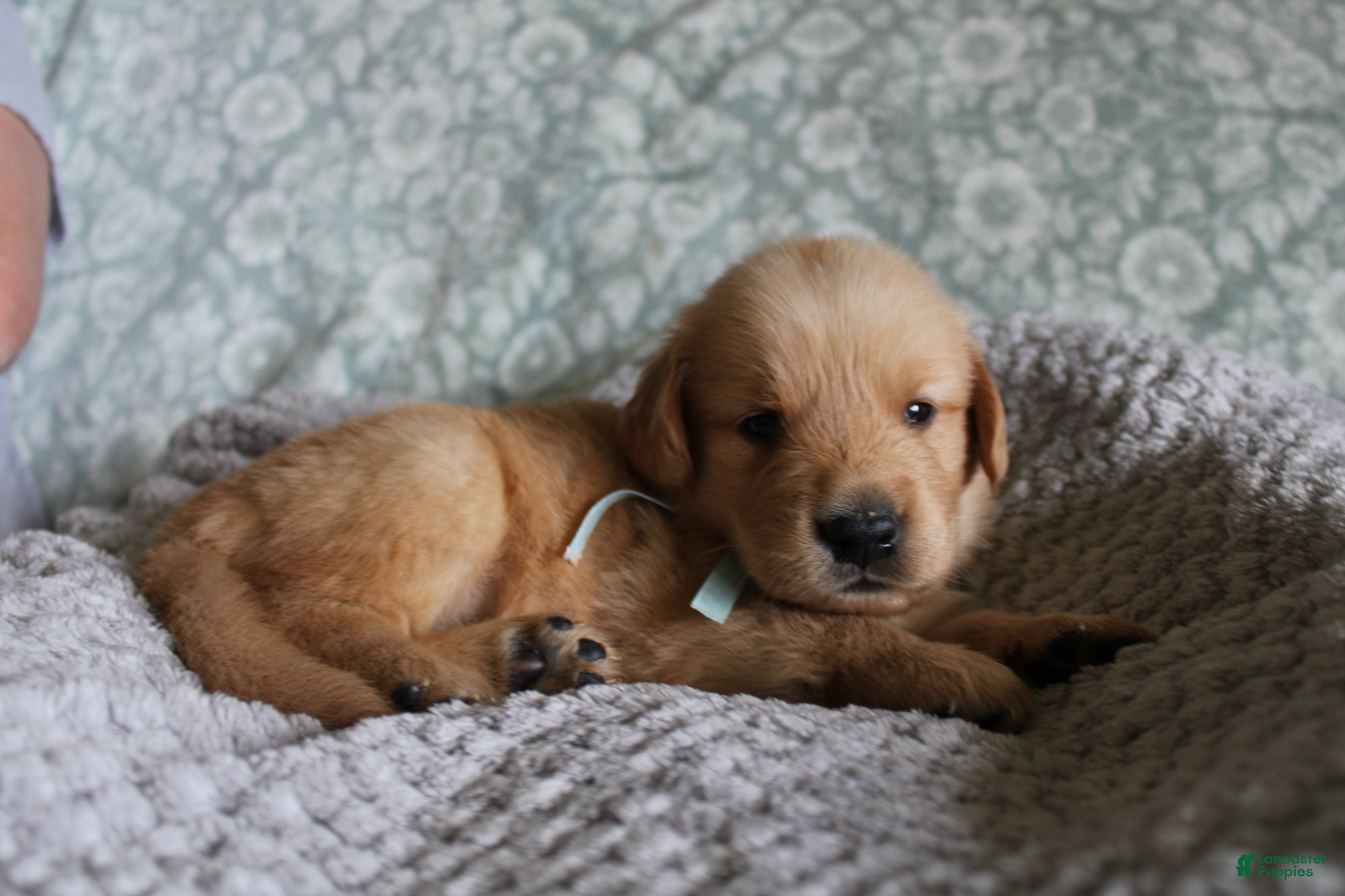 Golden Retriever dogs Golden Retriever Puppy 8 - Ad 3