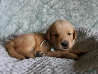 Golden Retriever dogs Golden Retriever Puppy 8 - Ad 3