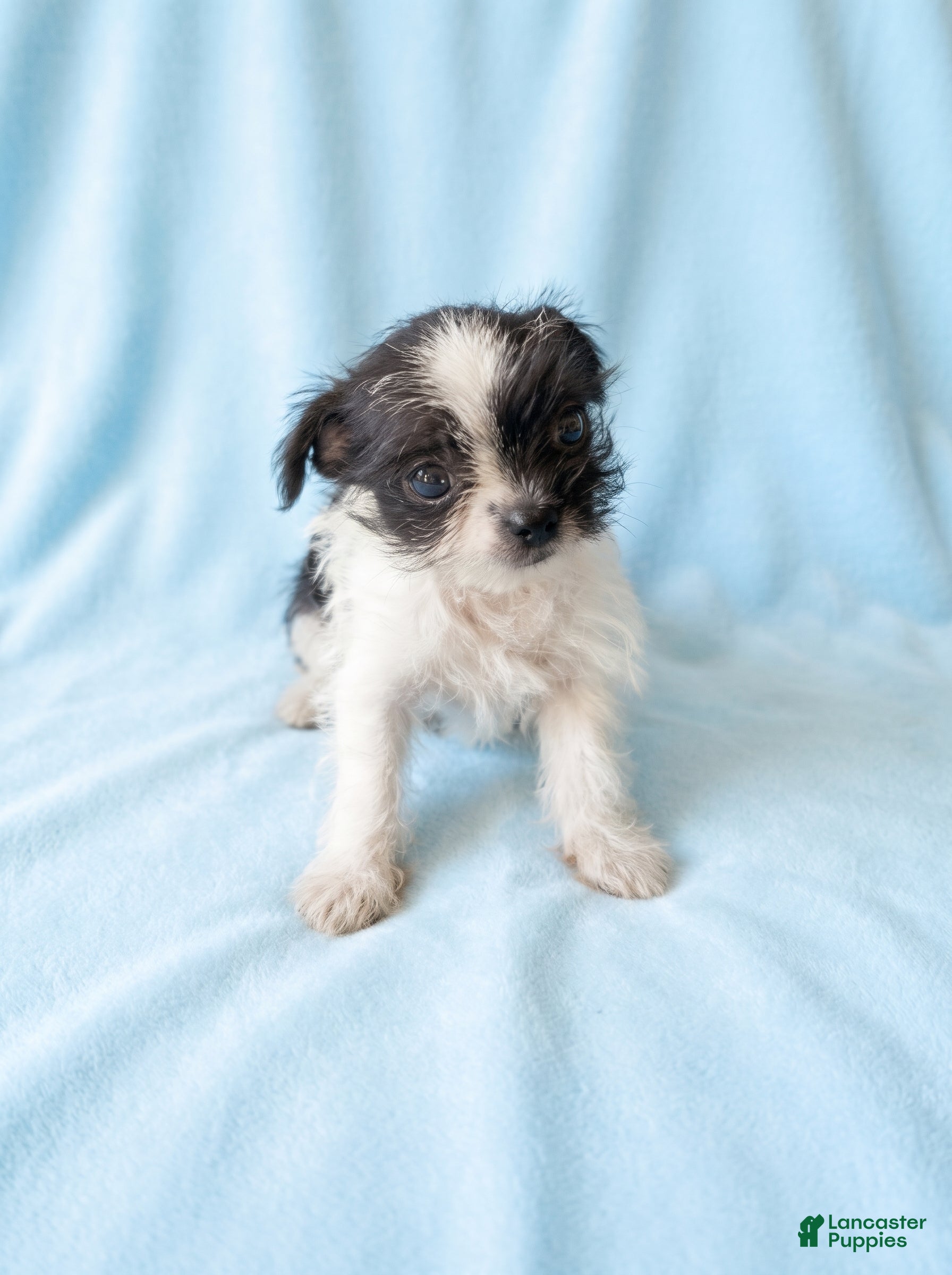 Mixed Breed dogs for sale: Simon - Ad 1