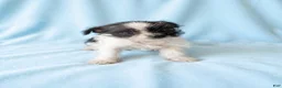 Mixed Breed dogs for sale: Simon - Ad 1