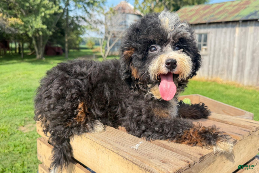 Mini Bernedoodle dogs Ravioli - Ad 20