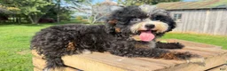 Mini Bernedoodle dogs for sale: Ravioli - Ad 1