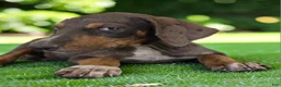 Catahoula Leopard Dog dogs for sale: Gypsie 2026 Female 1 - Ad 11