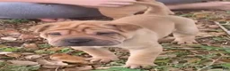 Shar Pei dogs for sale: Love - Ad 3
