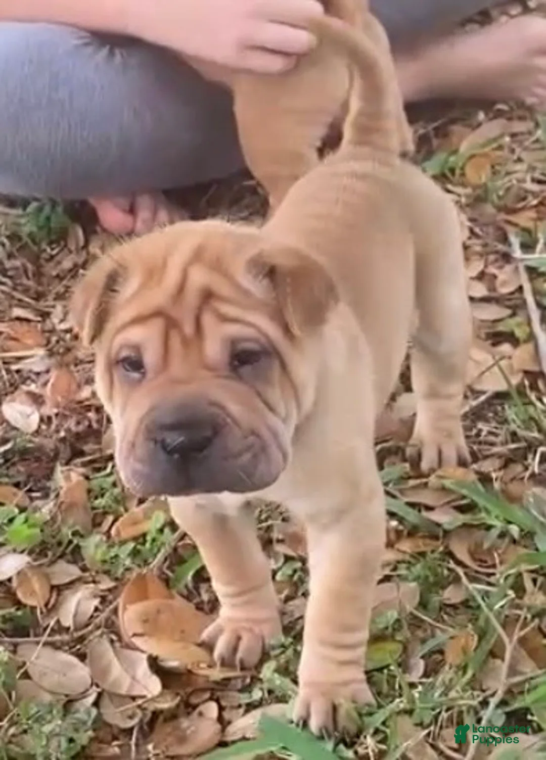 Shar Pei dogs for sale: Love - Ad 2
