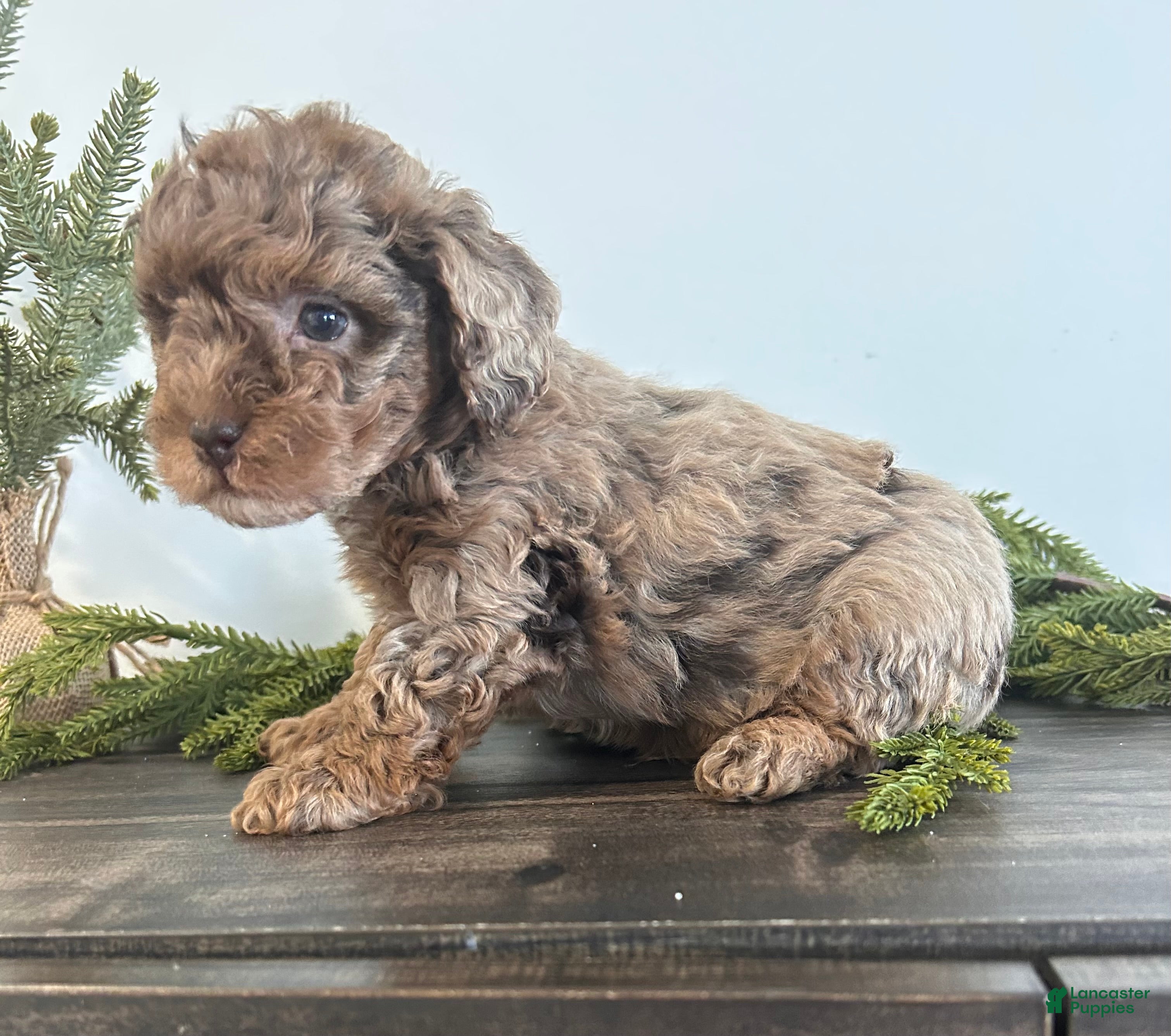 Toy Poodle dogs Jingle - Ad 40