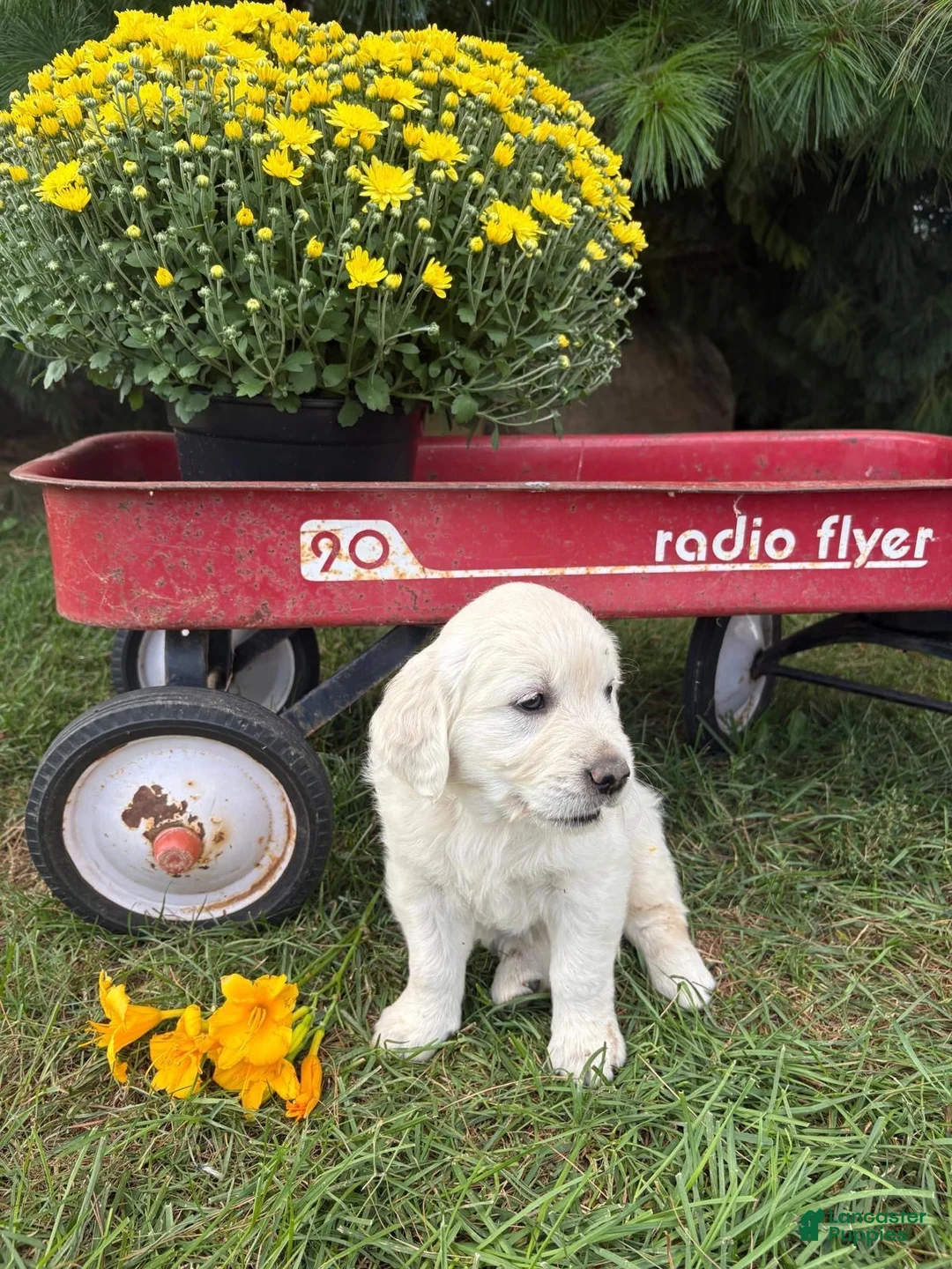 Golden Retriever dogs for sale: Lily - Ad 1