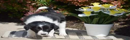 Border Collie dogs for sale: Demi - Ad 3